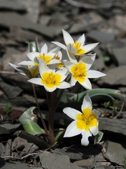 Tulipa orthopoda