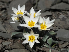 Tulipa orthopoda