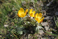 Eranthis longistipitata