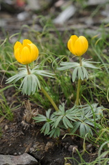 Eranthis longistipitata