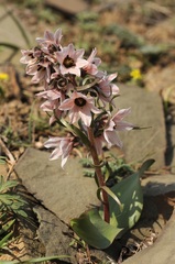 Fritillaria stenanthera