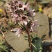Fritillaria stenanthera - Photo 由 vladimir_epiktetov 所上傳的 (c) vladimir_epiktetov，保留部份權利CC BY-NC
