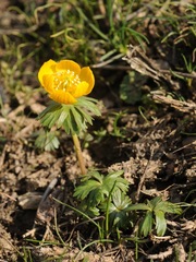 Eranthis longistipitata