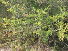 Eremococcus pirogallis