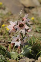 Fritillaria stenanthera
