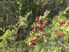 Eremococcus pirogallis