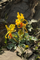 Corydalis sewerzowii