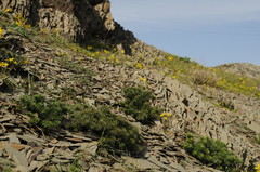 Pseudosedum lievenii