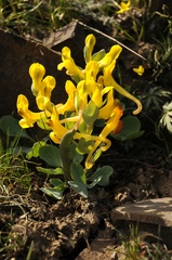 Corydalis sewerzowii