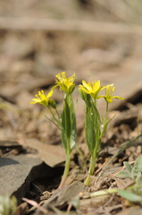 Gagea minutiflora