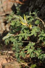 Corydalis ainae