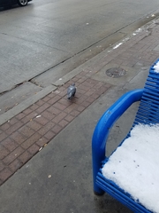 Columba livia domestica