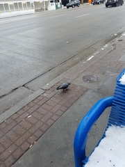 Columba livia domestica