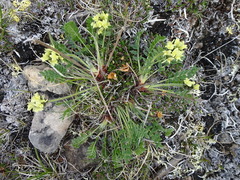 Oxytropis maydelliana