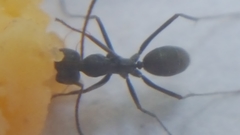 Iridomyrmex anceps