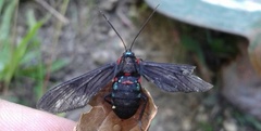 Saurita