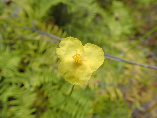 Image of Xyris operculata by (c) Mitch Van Dyke, some rights reserved (CC BY)
