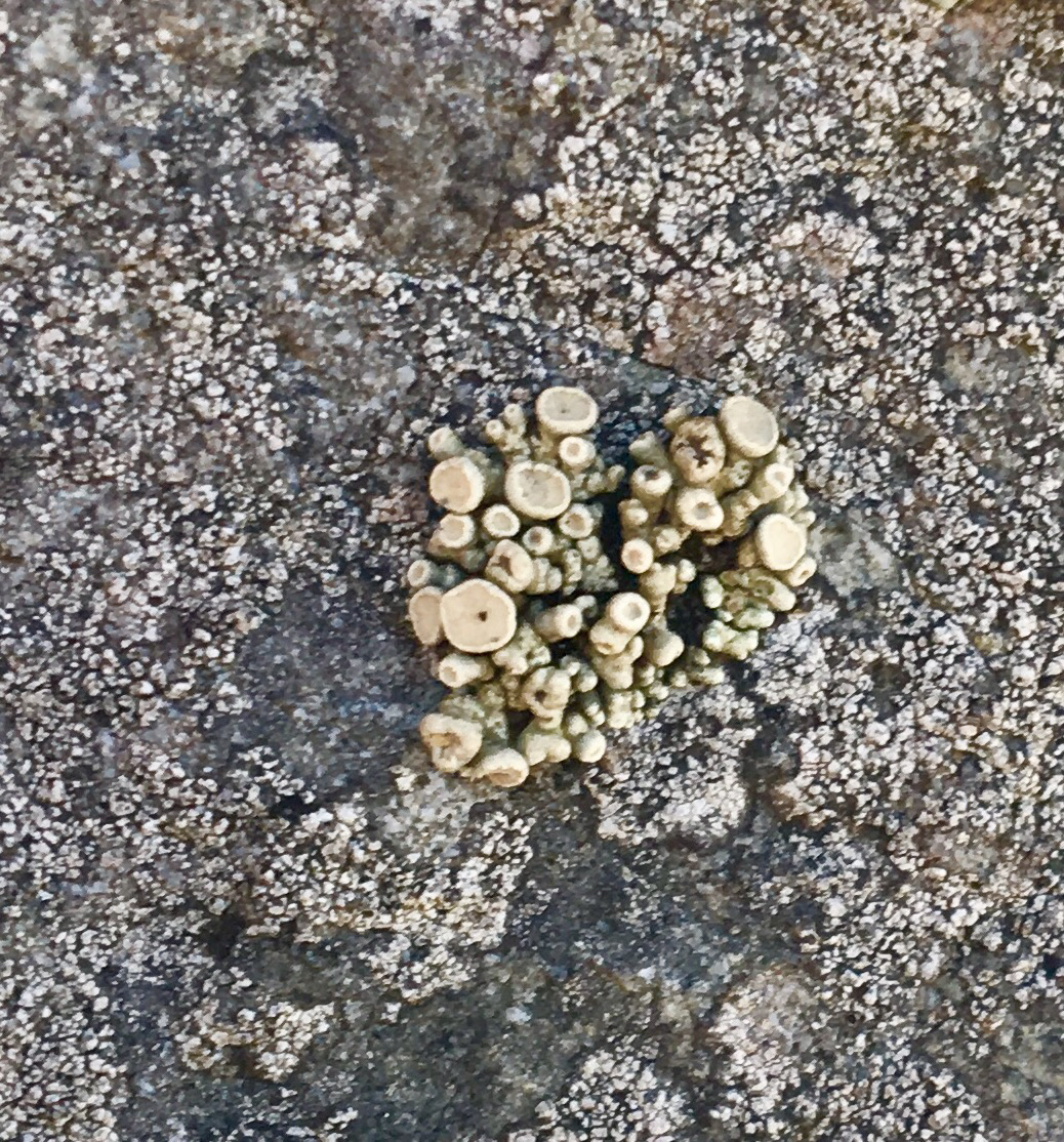 Cladidium image