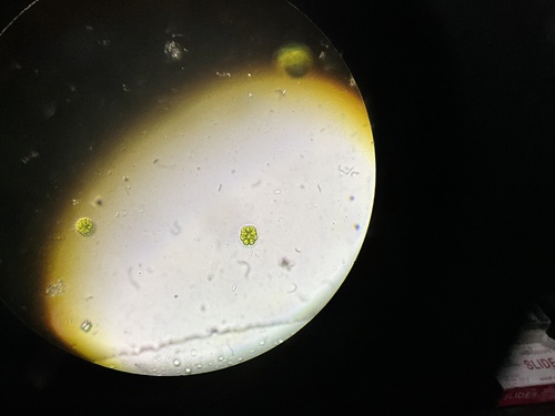 Pandorina morum