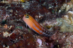 Ecsenius fijiensis