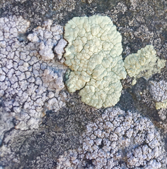 Protoparmeliopsis pinguis