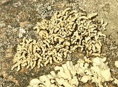 Lecanora phryganitis