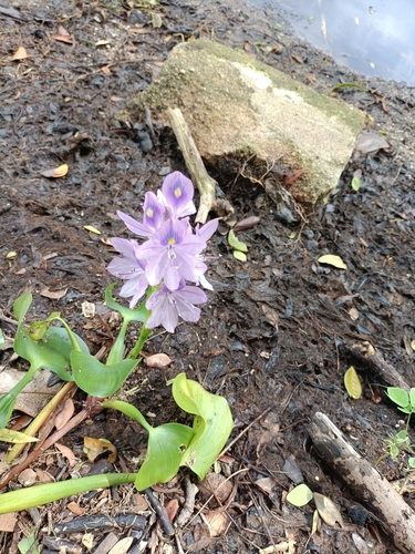 common water hyacinth