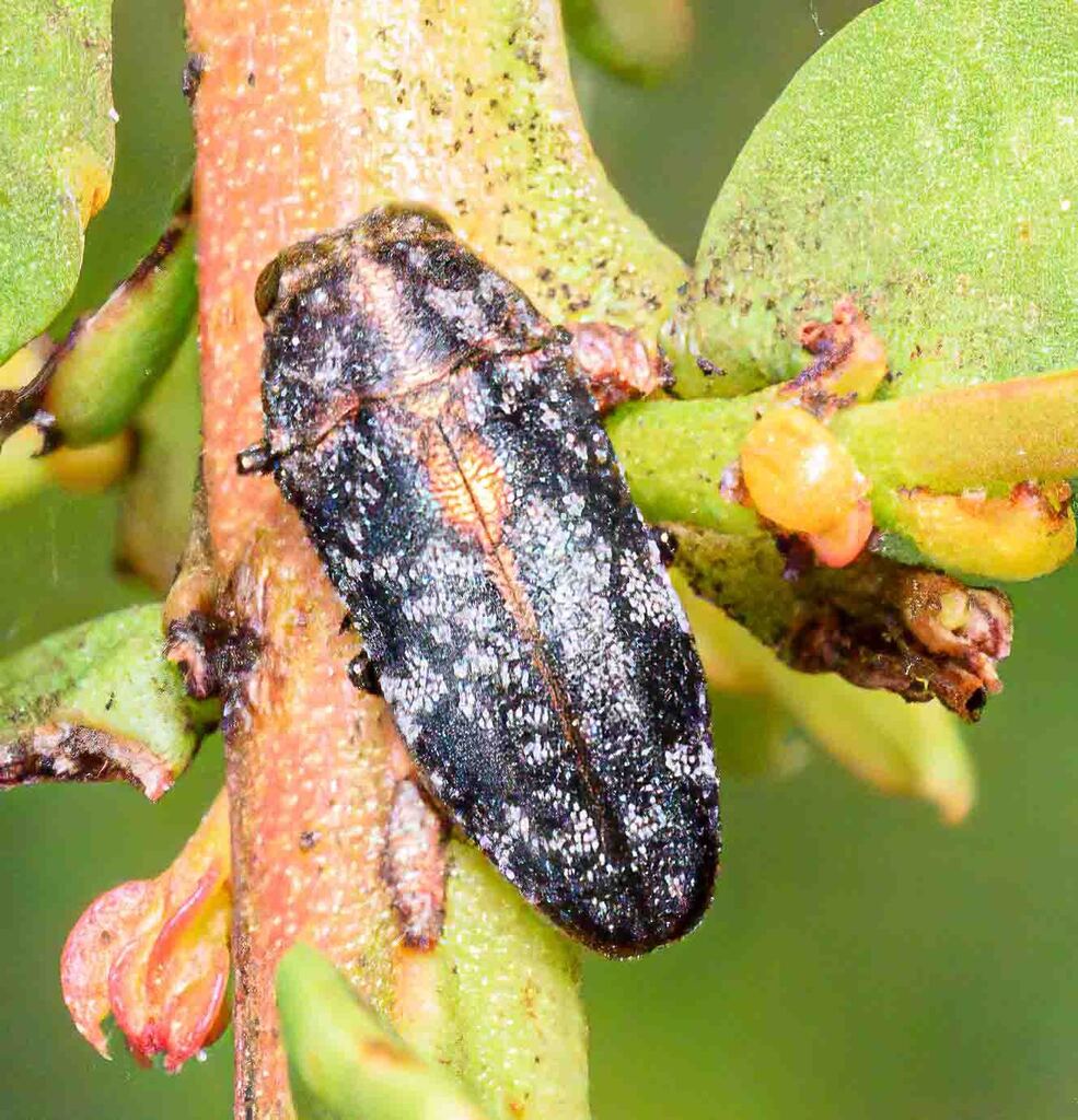Diphucrania parva