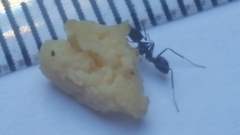 Iridomyrmex anceps