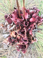 Sarracenia purpurea venosa