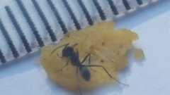 Iridomyrmex anceps