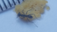Iridomyrmex anceps
