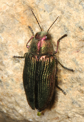 Buprestis adjecta