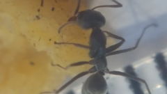 Iridomyrmex anceps