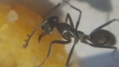 Iridomyrmex anceps