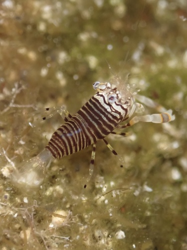 Gnathophyllum americanum, 2025-11-06