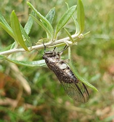 Physeema labyrinthica