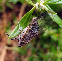 Physeema labyrinthica