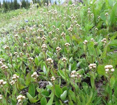 Antennaria racemosa