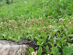 Antennaria racemosa