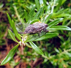 Physeema labyrinthica