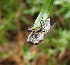 Physeema labyrinthica