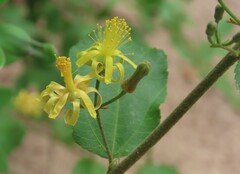Grewia flavescens, photograph author not stated, no rights reserved
