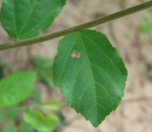 Grewia flavescens