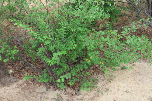 Grewia flavescens, photograph 3