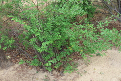 Grewia flavescens, photograph author not stated, no rights reserved
