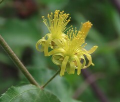 Grewia flavescens, photograph author not stated, no rights reserved