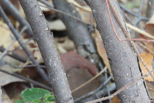 Grewia flavescens, photograph 2