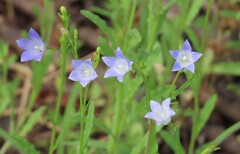Desert Rose (Gunillaea)