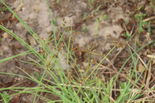 Grewia flavescens, photograph 5
